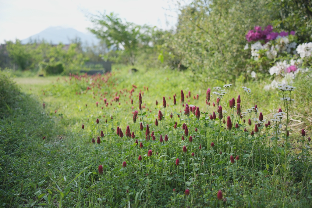 庭のクリムゾンクローバー